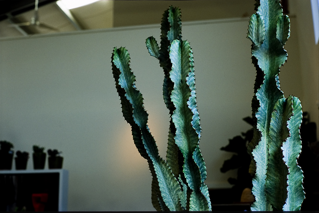 Flora Grubb Cactus